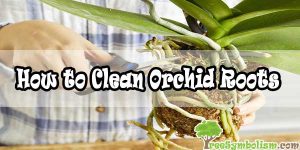 How to Clean Orchid Roots