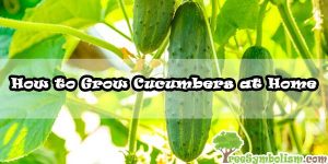 How to Grow Cucumbers at Home