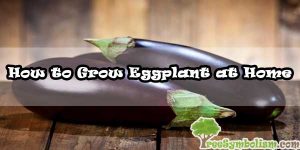 How to Grow Eggplant at Home