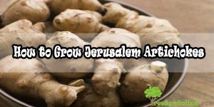 How to Grow Jerusalem Artichokes