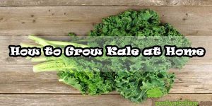 How to Grow Kale at Home