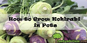 How to Grow Kohlrabi in Pots
