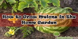 How to Grow Melons in The Home Garden