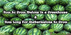 How to Grow Melons in a Greenhouse & How Long for Watermelons to Grow