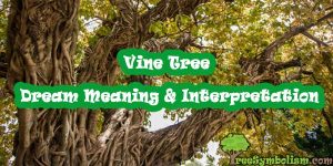 Vine Tree - Dream Meaning & Interpretation