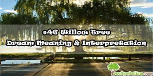 #46 Willow Tree - Dream Meaning & Interpretation