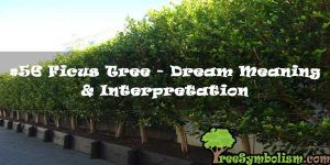 #56 Ficus Tree - Dream Meaning & Interpretation