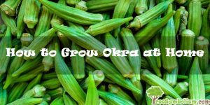 How to Grow Okra at Home [2020]