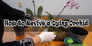 How to Revive a Dying Orchid