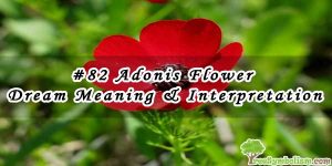 #82 Adonis Flower - Dream Meaning & Interpretation