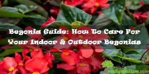 Begonia Guide: How To Care For Your Indoor & Outdoor Begonias