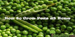 How to Grow Peas at Home [2020]