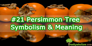 #21 Persimmon Tree - Symbolism & Meaning