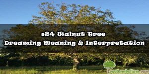 #24 Walnut Tree - Dreaming Meaning & Interpretation