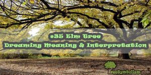 #35 Elm Tree - Dreaming Meaning & Interpretation