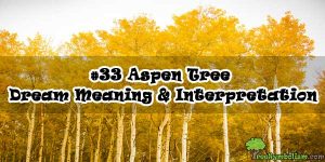 #33 Aspen Tree - Dream Meaning & Interpretation