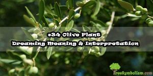 #34 Olive Plant - Dreaming Meaning & Interpretation