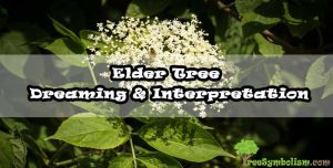 Elder Tree - Dreaming & Interpretation