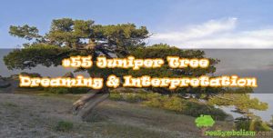 #55 Juniper Tree - Dreaming & Interpretation
