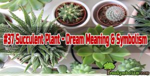 #37 Succulent Plant - Dream Meaning & Symbolism