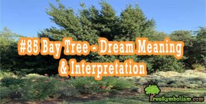 #85 Bay Tree - Dream Meaning & Interpretation