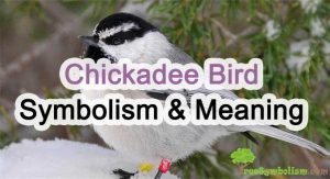 #86 Chickadee Bird Symbolism & Meaning