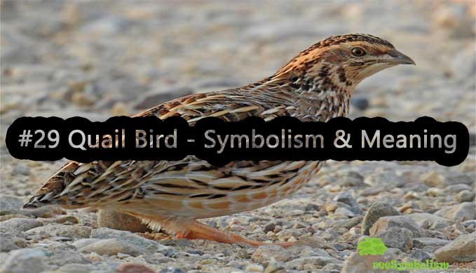 #29 Quail Bird - Symbolism & Meaning