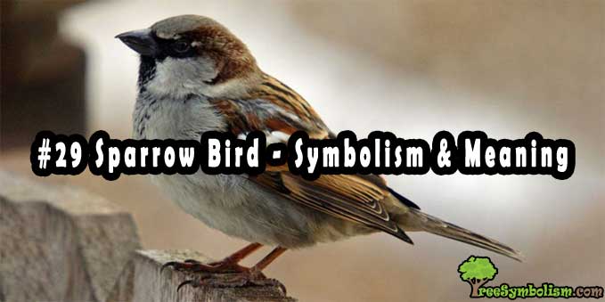 #29 Sparrow Bird - Symbolism & Meaning