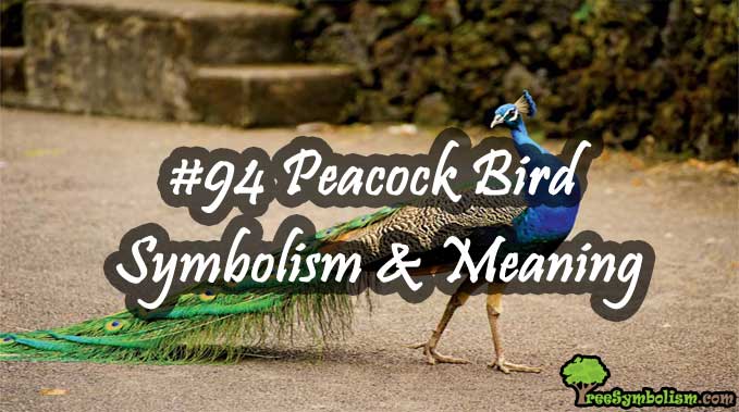 #94 Peacock Bird - Symbolism & Meaning