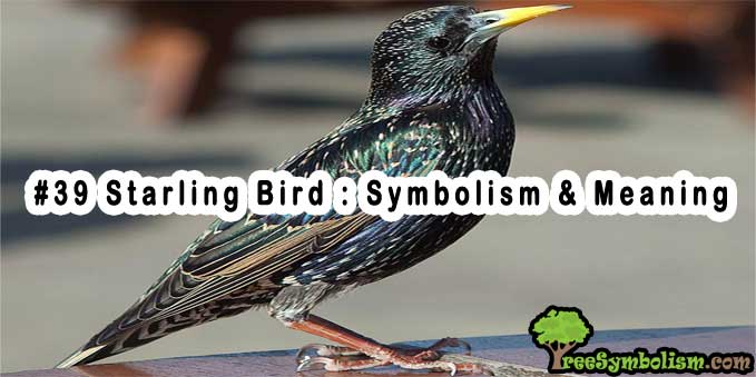 #39 Starling Bird : Symbolism & Meaning