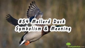 #54 Mallard Duck : Symbolism & Meaning