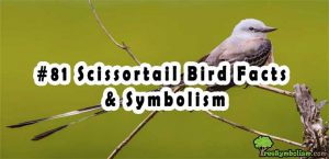 #81 Scissortail Bird Facts & Symbolism