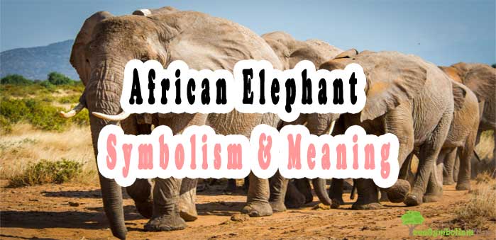 #44 African Elephant : Symbolism & Meaning