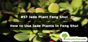 #57 Jade Plant Feng Shui - How to Use Jade Plants in Feng Shui