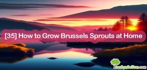 [35] How to Grow Brussels Sprouts at Home