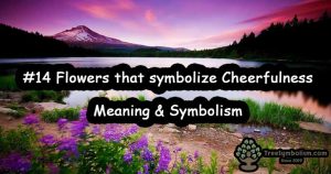 #14 Flowers that symbolize Cheerfulness - Meaning & Symbolism