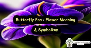 Butterfly Pea : Flower Meaning & Symbolism
